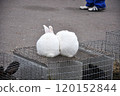 Two snow-white bunnies on the cage 120152844