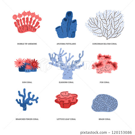 Coral vector set of marine illustrations Coral vector set of marine illustrations 120153086