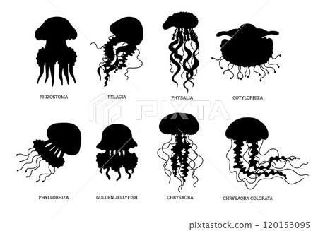 A collection of vector icons with black silhouettes of various types of jellyfish 120153095