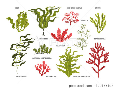 Vector graphics with various types of exotic algae with graceful wavy leaves and slender trunks Vector graphics with various types of exotic algae with graceful wavy leaves and slender trunks 120153102
