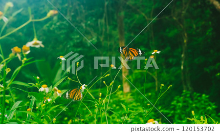 Summer mood background. Energy of Magic wild flora and fauna. Flowers, grass, butterflies 120153702