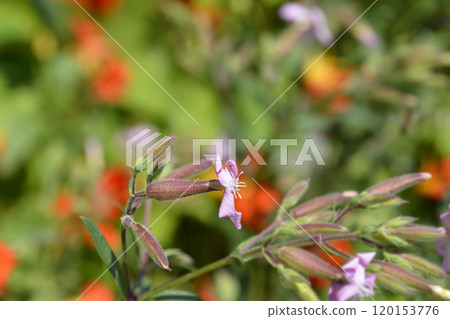 Soapwort Max Frei Soapwort Max Frei 120153776