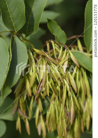 Flowering ash Flowering ash 120153778