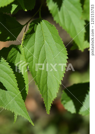Winged elm Winged elm 120153783