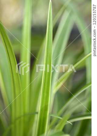 Sedge Ice Dance Sedge Ice Dance 120153787