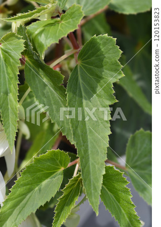 Begonia Santa Barbara 120153823
