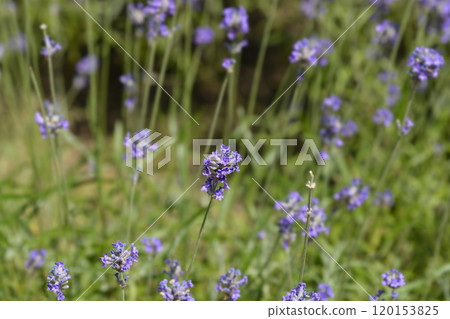 Common lavender Common lavender 120153825