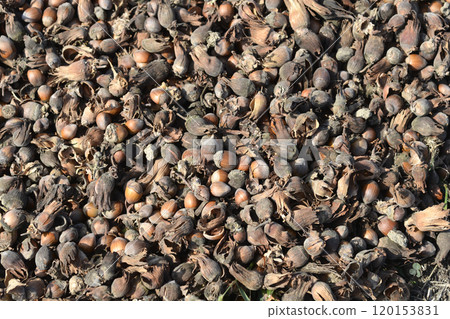 Harvested hazelnuts 120153831
