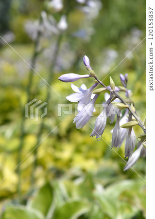 Plantain lily Atlantis Plantain lily Atlantis 120153837