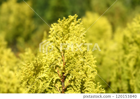 Dwarf golden oriental thuja Dwarf golden oriental thuja 120153840