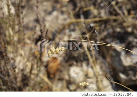 Large quaking grass Large quaking grass 120153843
