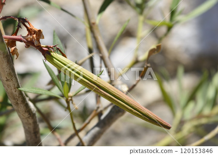 Common oleander 120153846
