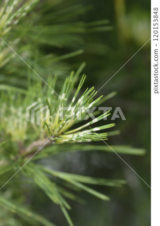 Dragons-eye Pine Dragons-eye Pine 120153848