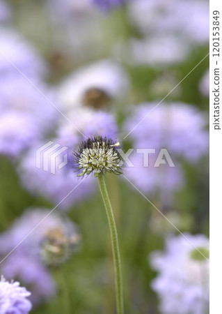 Dove scabious Flutter Deep Blue Dove scabious Flutter Deep Blue 120153849