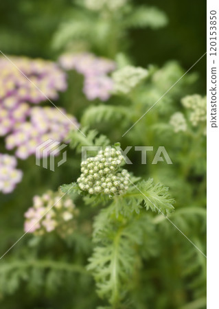 Milly Rock Rose Yarrow 120153850