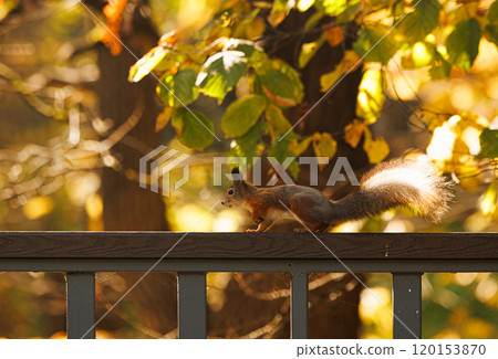 Squirrel exploring wooden railing amidst vibrant autumn leaves in a tranquil forest setting Squirrel exploring wooden railing amidst vibrant autumn leaves in a tranquil forest setting 120153870