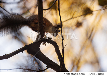 Curious squirrel explores branches in autumn park while sunlight filters through colorful leaves 120153881
