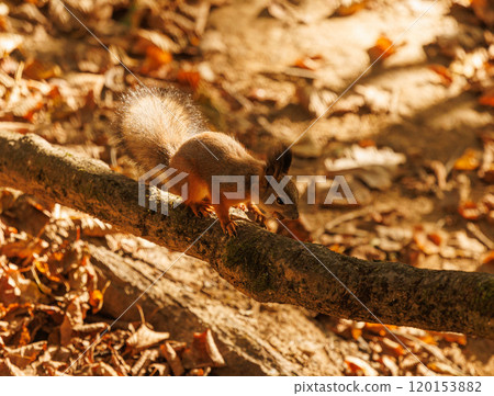 A curious squirrel balances on a branch amidst golden autumn leaves in a serene forest setting 120153882