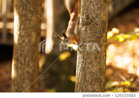Curious squirrel exploring a tree while sunlight filters through autumn leaves in a serene forest setting Curious squirrel exploring a tree while sunlight filters through autumn leaves in a serene forest setting 120153883