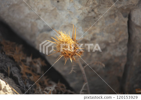 A solitary spiky plant thriving on a rocky terrain under the bright sunlight in a desert landscape 120153929