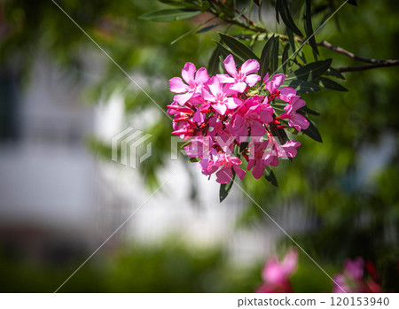 Vibrant pink flowers bloom gracefully under the warm sunlight in a lush garden setting 120153940