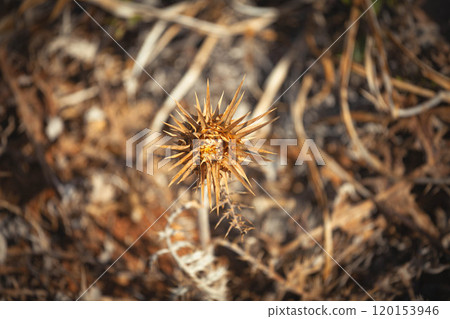 A spiky dried flower emerges from the earth amid autumn leaves in a sunlit field 120153946