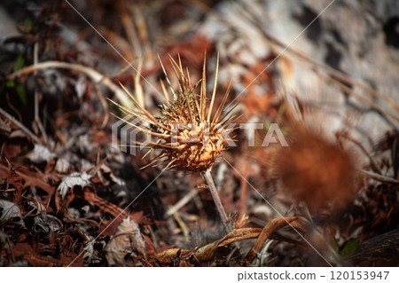 A solitary thorny seed pod emerges from earthy ground among fallen leaves in a tranquil forest setting 120153947