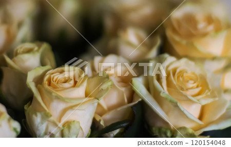 A large bouquet of yellow roses . Beautiful background 120154048