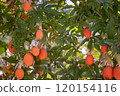 Ripe Mediterranean Fruits on Tree in Sardinia Vibrant Orchard Scene 120154116
