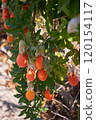Ripe Mediterranean Fruits on Tree in Sardinia Vibrant Orchard Scene 120154117