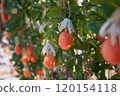 Ripe Mediterranean Fruits on Tree in Sardinia Vibrant Orchard Scene 120154118