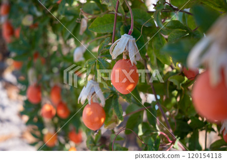 Ripe Mediterranean Fruits on Tree in Sardinia Vibrant Orchard Scene 120154118
