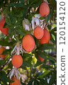 Ripe Mediterranean Fruits on Tree in Sardinia Vibrant Orchard Scene 120154120