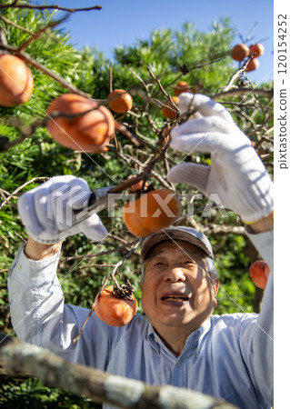Senior Japanese man harvesting persimmons, farmer, fruit cultivation Senior Japanese man harvesting persimmons, farmer, fruit cultivation 120154252