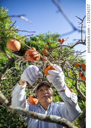 Senior Japanese man harvesting persimmons, farmer, fruit cultivation Senior Japanese man harvesting persimmons, farmer, fruit cultivation 120154257