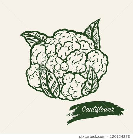 Cauliflower in line drawing style Cauliflower in line drawing style 120154278