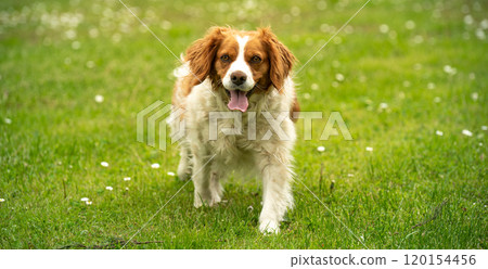 Brittany Spaniel dog walking through grass searching for a tracks 120154456