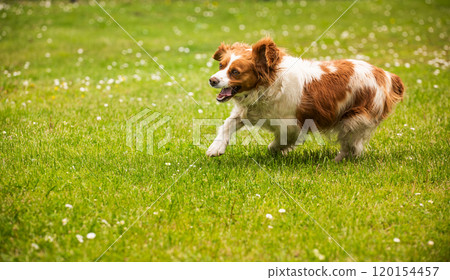 Brittany Spaniel dog walking through grass searching for a tracks 120154457