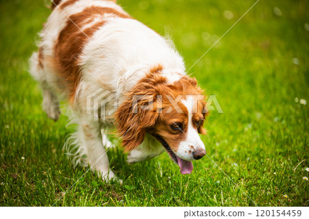Brittany Spaniel dog walking through grass searching for a tracks 120154459