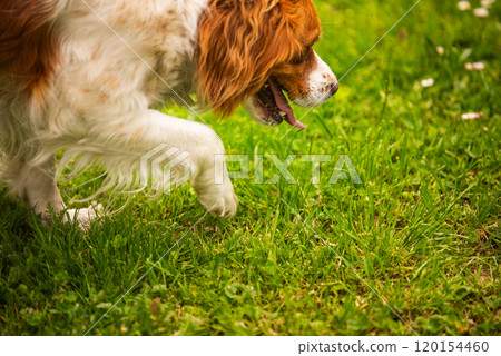 Brittany Spaniel dog walking through grass searching for a tracks 120154460