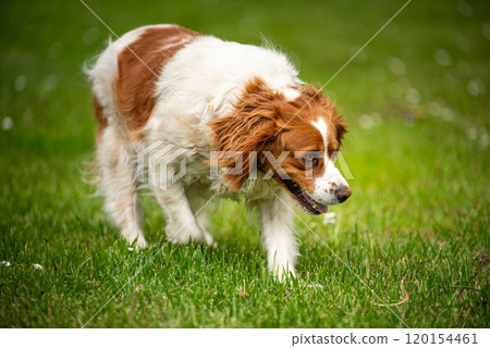 Brittany Spaniel dog walking through grass searching for a tracks 120154461