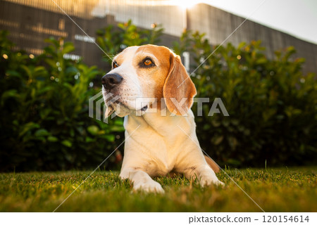 Close up of tri colour Beagle hound dog resting in shade Close up of tri colour Beagle hound dog resting in shade 120154614