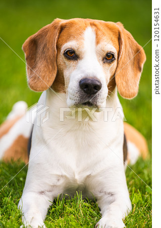 Close up of tri colour Beagle hound dog resting in shade 120154631
