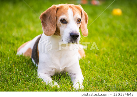 Close up of tri colour Beagle hound dog resting in shade 120154642