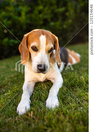 Close up of tri colour Beagle hound dog resting in shade 120154646