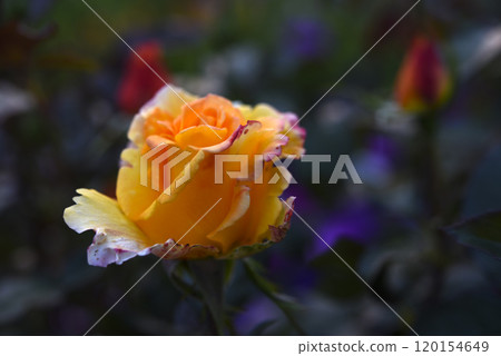Orange roses speckled on a bush. Beautiful orange flower. Garden roses. Orange roses speckled on a bush. Beautiful orange flower. Garden roses. 120154649