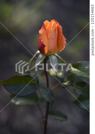 Orange roses speckled on a bush. Beautiful orange flower. Garden roses. Orange roses speckled on a bush. Beautiful orange flower. Garden roses. 120154663