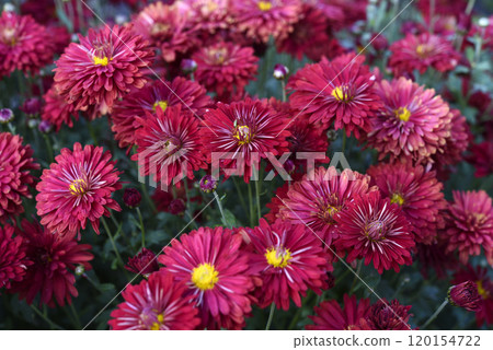 Bright red chrysanthemum. A beautiful chrysanthemum flower bush. 120154722
