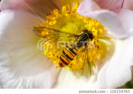 A black and yellow striped hoverfly in its natural environment collects nectar from the flower A black and yellow striped hoverfly in its natural environment collects nectar from the flower 120154763