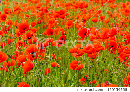 Red poppy field, beautiful meadow with red wild poppies, poppies field red flowers Red poppy field, beautiful meadow with red wild poppies, poppies field red flowers 120154766